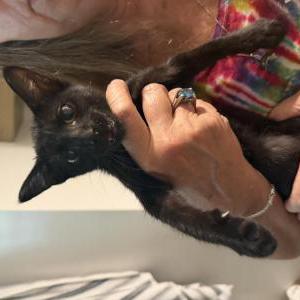 Image of Unknown, Found Cat