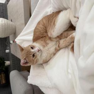Image of Mushu, Lost Cat
