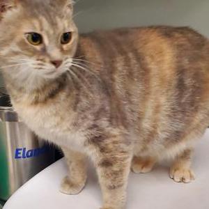 Lost 2 Cat (OH)