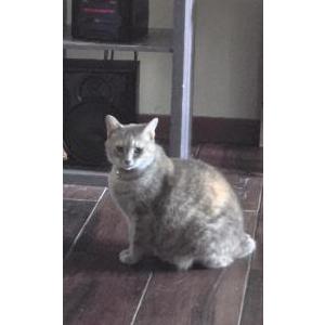 2nd Image of Cat, Lost Cat