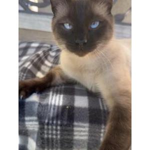 Image of Sammy, Lost Cat