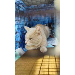 Image of Unknown, Found Cat
