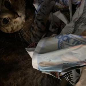 Lost 2 Nala (Illinois)