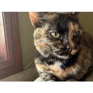 Image of Pumpkin, Lost Cat