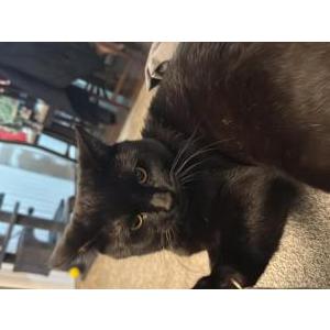 Image of Humita, Lost Cat