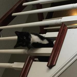 Lost Cat Tuxo