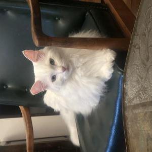 Lost 2 cozy (CA)