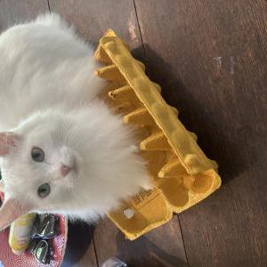 2nd Image of cozy, Lost Cat