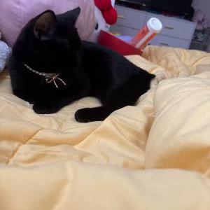Image of Manchita, Lost Cat