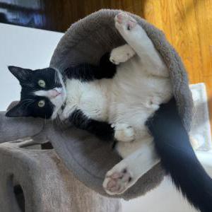 Image of Mew, Lost Cat