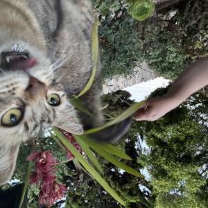 Image of unknown, Found Cat