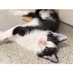 Image of unknown, Found Cat