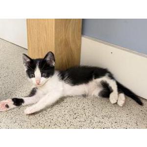 2nd Image of unknown, Found Cat