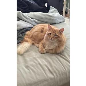 Image of Phoenix, Lost Cat