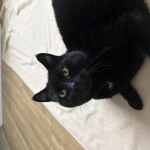 Image of Baghera, Lost Cat