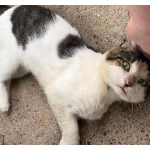 Image of Unknown, Found Cat