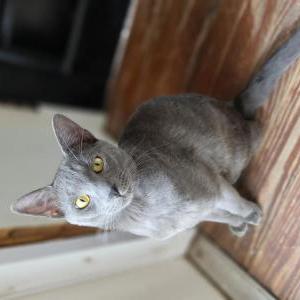 Image of Ghosty, Lost Cat