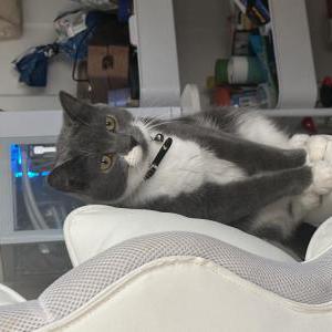 Image of Misty, Lost Cat