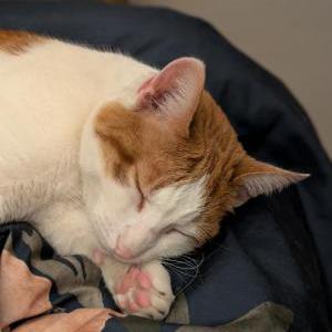 Image of Teddy, Lost Cat