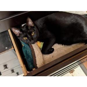 Image of Pepper, Lost Cat