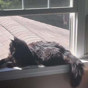 Image of Dusty, Lost Cat