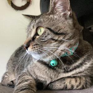 Image of Nina, Lost Cat