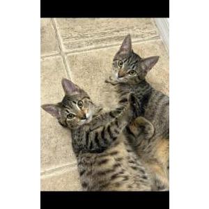 Image of Eevee, Lost Cat