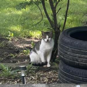 Image of Unknown, Found Cat