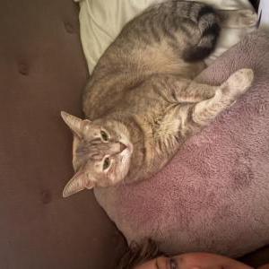 Lost 2 Pickles Rosy (PA)