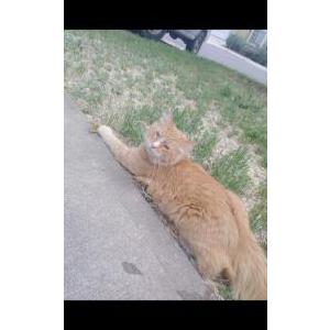Lost Cat Dozer