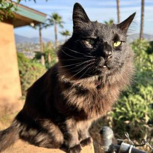 Image of “Sweet”, Lost Cat
