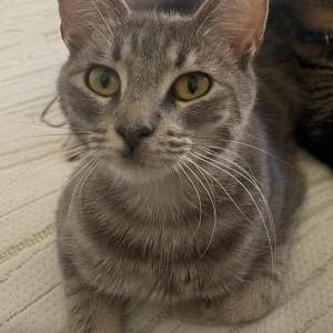 Image of zero, Lost Cat