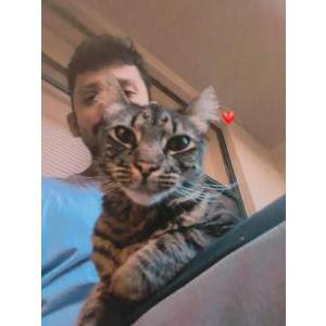 Image of Manuka, Lost Cat