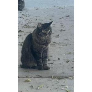 Lost Cat Pinky