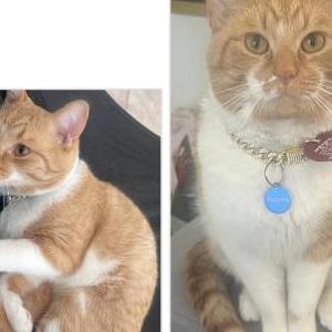 Image of Phoenix/Bean, Lost Cat