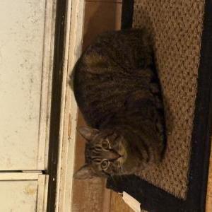 Image of Milo, Lost Cat