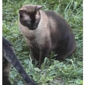 Lost Cat Oso