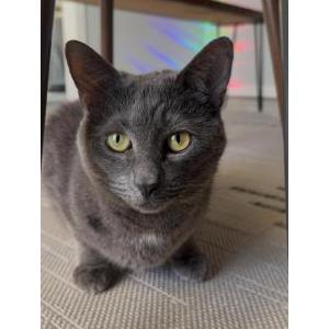 Image of Dani, Lost Cat