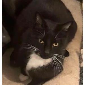 Image of Charlie, Lost Cat