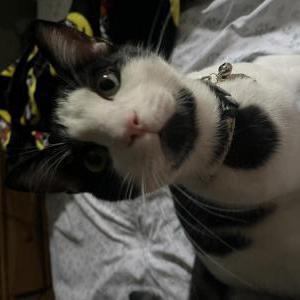 Image of Maverick, Lost Cat