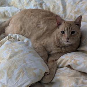 Image of OJ, Lost Cat