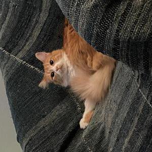 Image of Cheese, Lost Cat