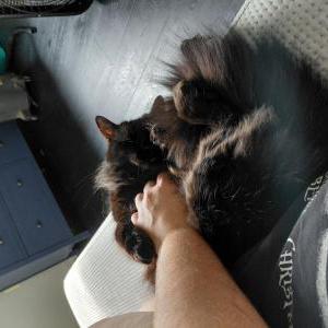Image of Shmiki, Lost Cat