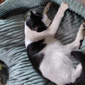 Image of Oreo, Lost Cat