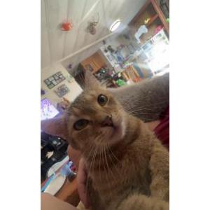 Image of hazel, Lost Cat