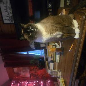 Image of Abigail, Lost Cat