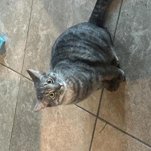 Image of Periwinkle, Lost Cat