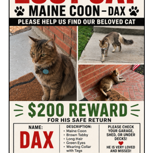 Image of Dax, Lost Cat