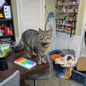 Image of Roger, Lost Cat