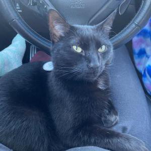 Image of Obsidian (Obi), Lost Cat